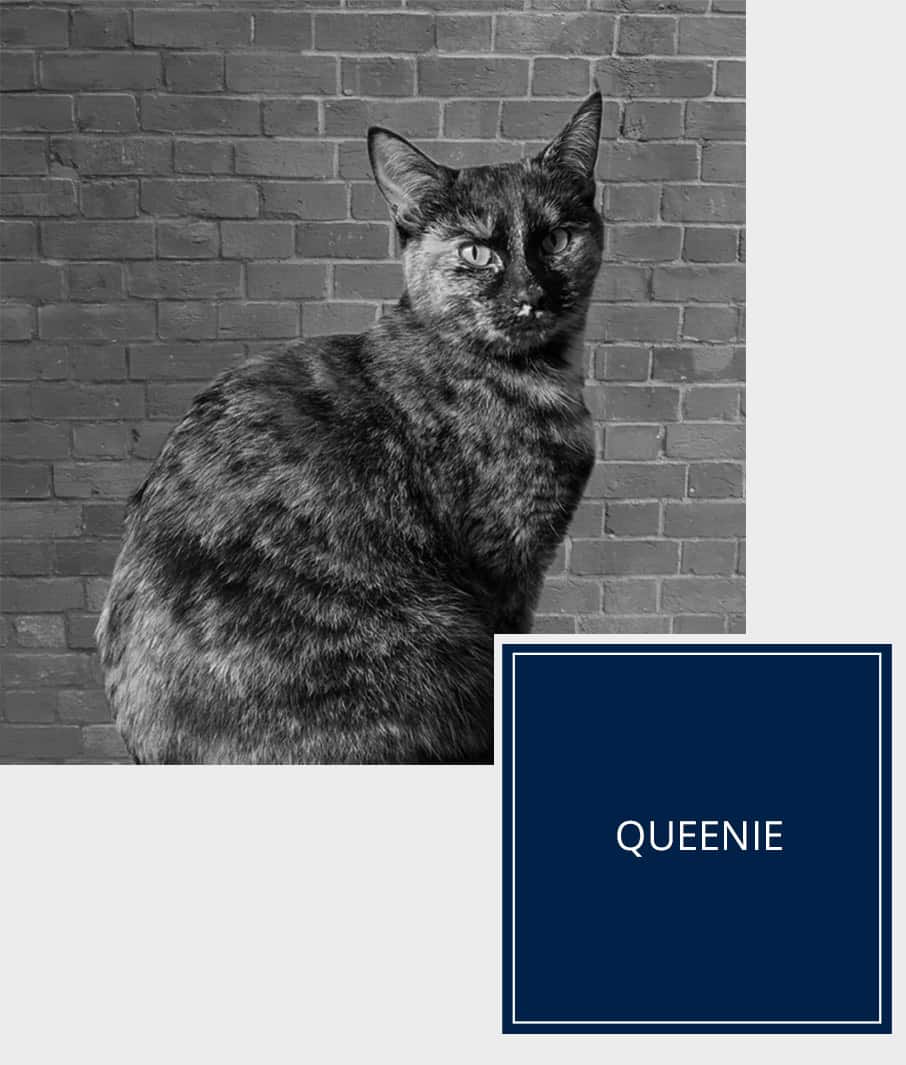 Queenie at Evoke Transport